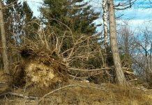 Il vento di gennaio sradica nuovi alberi sulle montagne vicentine. Stato di attenzione anche per la Befana
