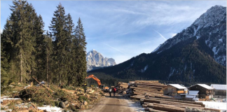 Alberi abbattuti, recuperati milioni di metri cubi di legna alberi sistemati