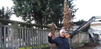 Piantati nuovi alberi al piazzale della Stazione. Claudio Cicero: “grande attenzione al verde”