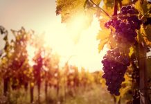 Export vino veneto ancora primo grazie ad una vendemmia 2018 da record: i dati presentati a Lonigo vino veneto