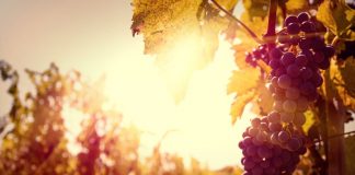 Export vino veneto ancora primo grazie ad una vendemmia 2018 da record: i dati presentati a Lonigo vino veneto