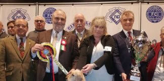 I premi di Hit Show: tra i cani è il bassotto di Cristina Frigoli il più bello tra la “carica” dei 1500