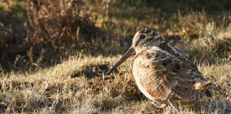 HIT Show, report Regione Veneto sul monitoraggio della beccaccia