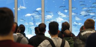 A Pescare Show “Fishing Academy & Cuisine”, innovativo progetto dello chef pescatore Andrea Bottacin