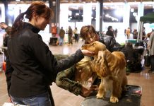 HIT Dog Show, 1.500 cani da caccia a Vicenza cani in Fiera di Vicenza