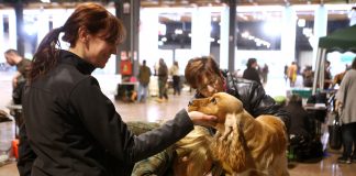 HIT Dog Show, 1.500 cani da caccia a Vicenza cani in Fiera di Vicenza
