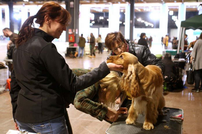 cani in Fiera di Vicenza