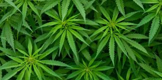 Consiglio Comunale di Vicenza, Naclerio e Berengo contro la droga Cannabis, stretta del Governo. Cappelletti M5S "Scelta assurda"