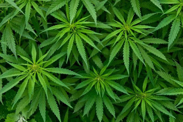 Piantine di cannabis referendum legalizzazione