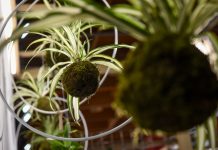 Abilmente Primavera, Ieg: svelato il programma