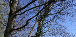 Dieci involucri di hashish dall’albero di un giardino pubblico