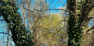 Emergenza alberi nei boschi urbani di Vicenza: l’edera li sta uccidendo