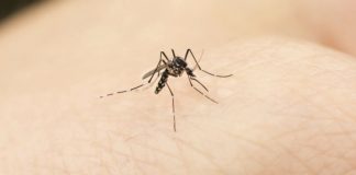 Dal 30 agosto al 3 settembre nuovo ciclo di disinfestazione contro le zanzare a Latina Zanzariere magnetiche, l'arma contro le zanzare