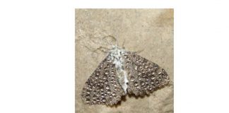 “Artopodofauna cavernicola parietale delle gallerie di origine bellica”