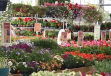 Dieci anni di Viridea a Torri di Quartesolo