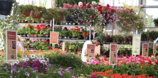 Dieci anni di Viridea a Torri di Quartesolo