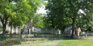 Piano alberature, con un investimento di 100 mila euro 60 piante in tre zone della città Alberi Parco Querini