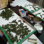 Piante di canapa in garage e marijuana nelle scatole delle pizze: arrestato vicentino marijuana nella pizza
