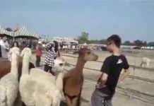 Sputo in bocca a Gonzato? Il giornalista teme il contagio da malattie “africane”