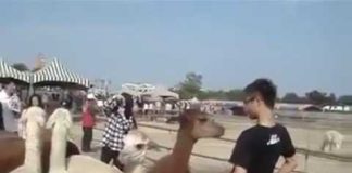 Sputo in bocca a Gonzato? Il giornalista teme il contagio da malattie “africane”