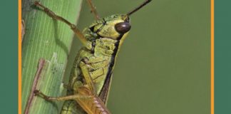 Museo Naturalistico Archeologico, sabato 6 aprile torna “Incontriamoci al museo”