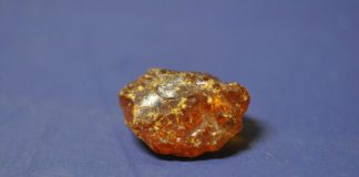 Al Museo Naturalistico Archeologico una donazione di materiale appartenuto a Paolo Lioy