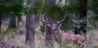 Corso di introduzione alla fotografia naturalistica digitale con Silvano Paiola