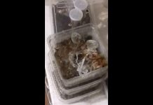 Ragni pericolosi in un B&B di Vicenza sequestrati dai Forestali: denuncia per abbandono animali