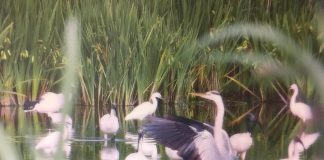 Sabato 11 maggio la “Festa della biodiversità”