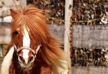 Battesimo della sella per i bambini