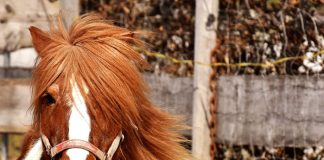 Battesimo della sella per i bambini