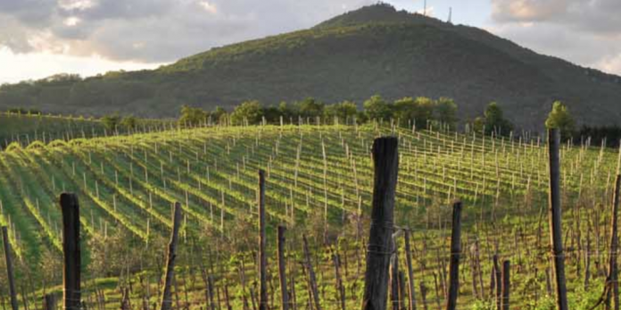 Le viti del vino dei Collei Euganei in Veneto