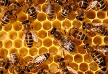 Allarme api, gli Apicoltori del Veneto: “situazione è drammatica” api