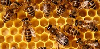 Allarme api, gli Apicoltori del Veneto: “situazione è drammatica” api