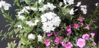 Per la Festa della mamma nuovo allestimento floreale in centro storico