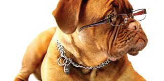 Domenica 19 maggio alle 15.30 in centro storico una camminata culturale a 6 zampe