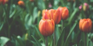 “Giornata del Benessere”, domenica 2 giugno in Borgo Santa Lucia e via Zambeccari