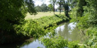 Zanzara tigre, disinfestazione nelle aree pubbliche e obblighi per aziende e cittadini