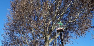 Albero pericolante, contrà San Marco chiusa per tutta la giornata a pedoni e veicoli