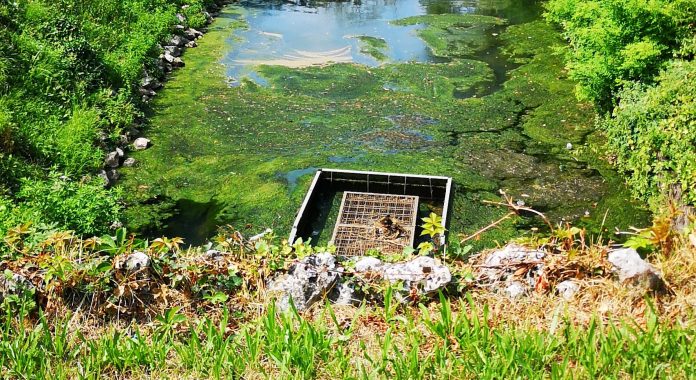Colombara responsabilizza Celebron sull'alga assassina del Seriola al giardino Salvi