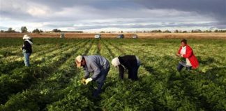 Braccianti in agricoltura, al vicentino assegnati solo 15 stagionali extracomunitari braccianti