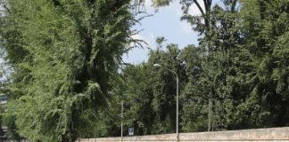 Viale Rumor, linea dura dell’amministrazione comunale contro i raid vandalici