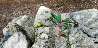 La foiba vicentina dimenticata: nel bosco di Tonezza solo alcuni sassi coprono il “sangue dei vinti” della Rossetta foiba Rossetta