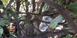 Foto girata al sindaco Rucco, recuperato mezzo etto di marijuana: “esempio di controllo vicinato”