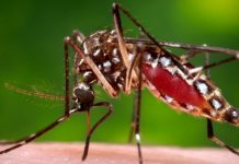 Virus della Chikungunya in Veneto: primo caso autoctono a Negrar, scatta l’allerta sanitaria Zanzara trasmette virus Chikungunya