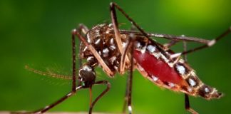 Virus della Chikungunya in Veneto: primo caso autoctono a Negrar, scatta l’allerta sanitaria Zanzara trasmette virus Chikungunya