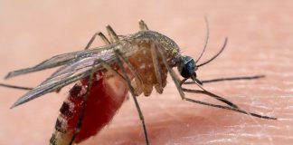 38 casi di West Nile in Veneto nell’ultima settimana: il totale a 321. Non ci sono nuovi decessi casi di West Nile