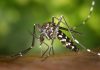 Dengue a Cartigliano, altri due casi autoctoni: disinfestazione estesa a 600 metri Dengue a Cartigliano