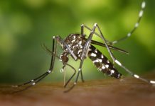 Dengue a Cartigliano, altri due casi autoctoni: disinfestazione estesa a 600 metri Dengue a Cartigliano