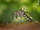 Dengue a Cartigliano, altri due casi autoctoni: disinfestazione estesa a 600 metri Dengue a Cartigliano
